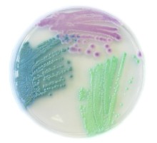 Хромогенная среда Chromatic Candida 610613, Liofilchem, 500 г
