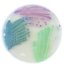 Хромогенная среда Chromatic Candida 610613, Liofilchem, 500 г