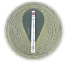МИК-тест-стрип Пенициллин G 0,016–256 мкг/мл, Liofilchem, 10 шт.