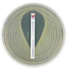 МИК-тест-стрип Пенициллин G 0,016–256 мкг/мл, Liofilchem, 10 шт.