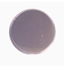 Агар MRS (МРС) гранулированный GM641, HiMedia, 500 г