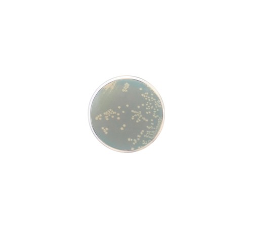 Агар TSN для Clostridium perfringens 1075, Conda, 500 г