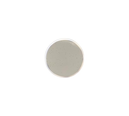 Агар селективный для энтерококков Enterococcosel 1070, Conda, 500 г